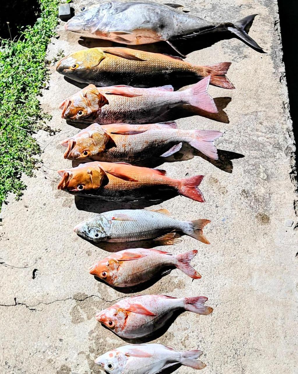 Bougan Villea Retreat Bodufolhudhoo Esterno foto